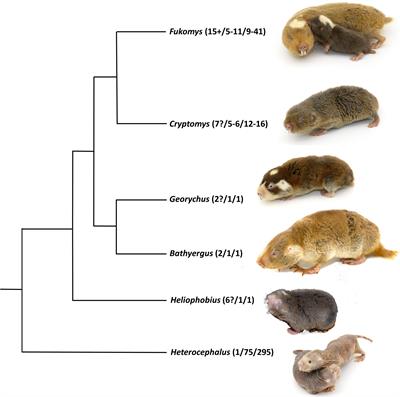 Socializing in an Infectious World: The Role of Parasites in Social Evolution of a Unique Rodent Family